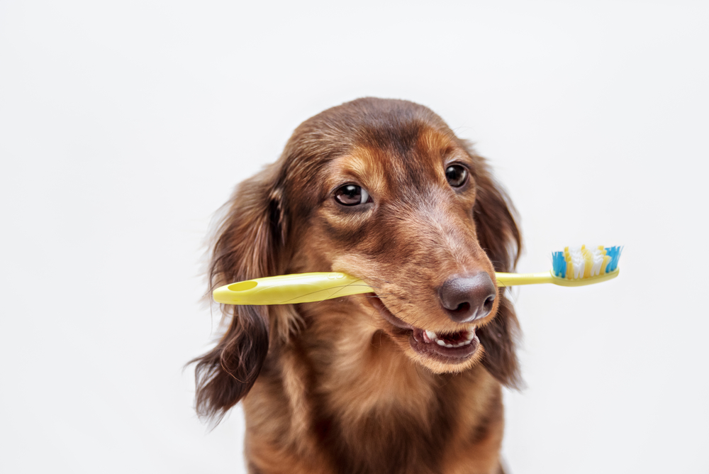 dog holding a toothbrush in his mouth
