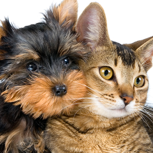 Pet Insurance Comparison 
